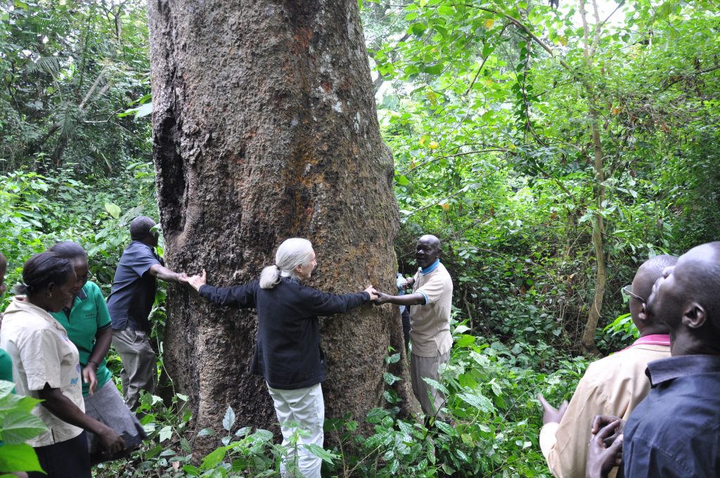Dr. Jane Goodall Aims To Plant Or Restore 5 Million Trees By 2021