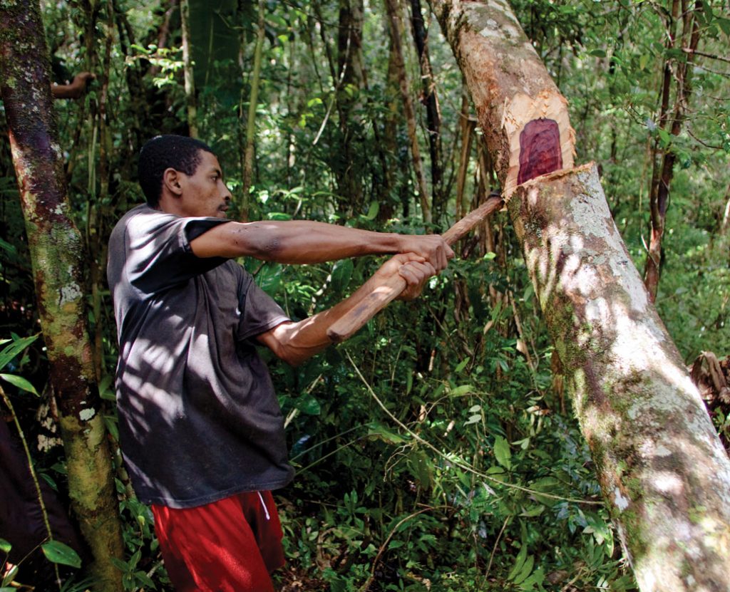 Man cutting rosewood tree