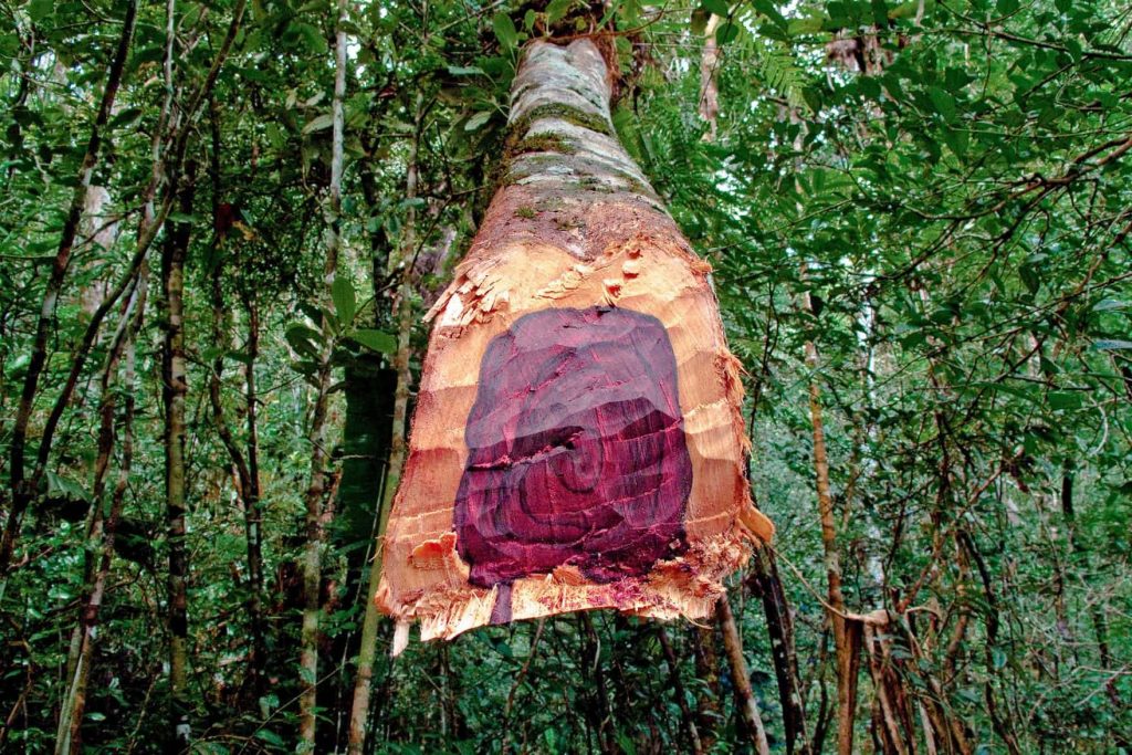 Rosewood tree trunk
