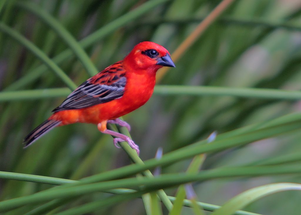 Red Fody bird