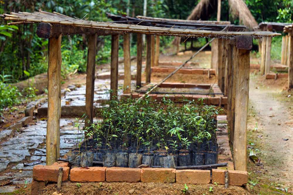 seedling nursery