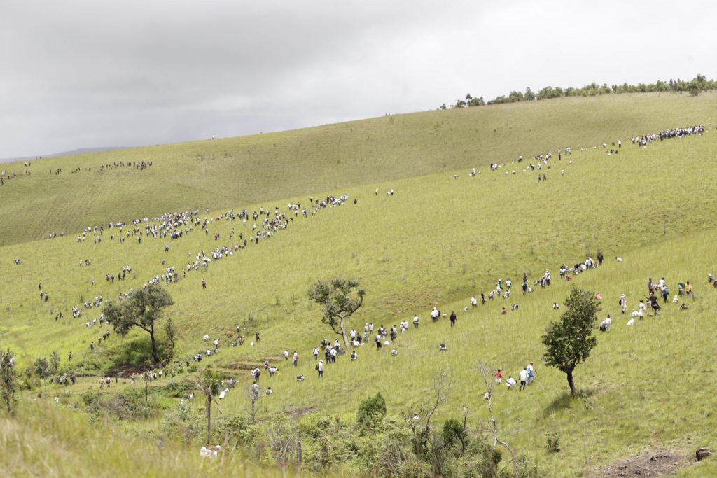Madagascar To Plant 60 Million Trees In The Next Few Months