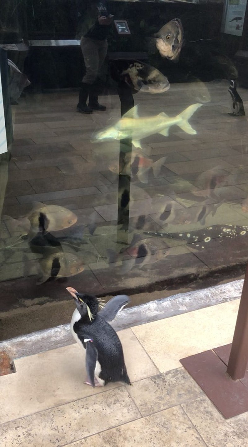 Penguin peering through aquarium glass at tropical amazon fish