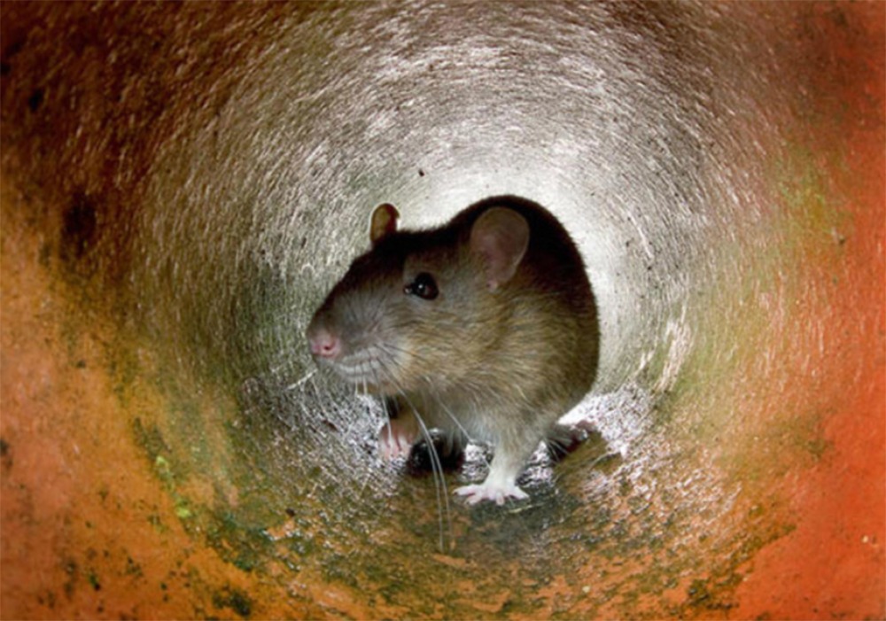 Man With Hantavirus Just Died On A Bus, Here's What You Should Know