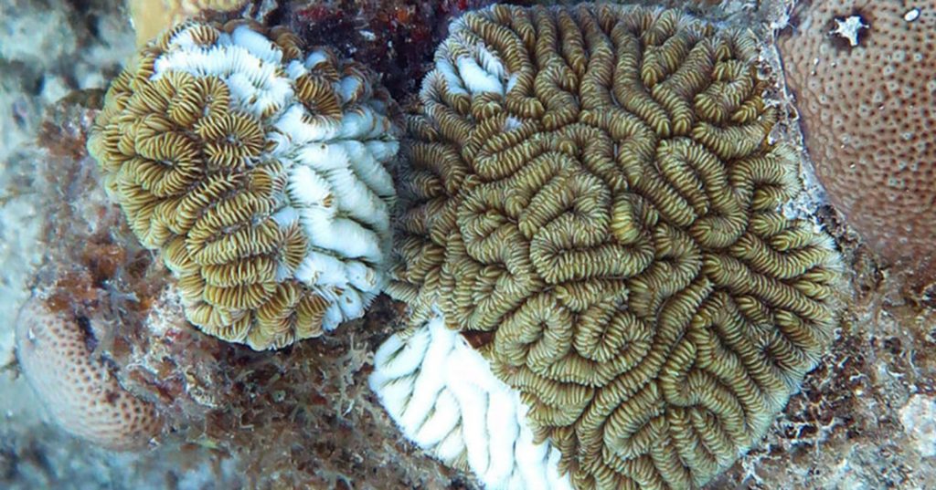 Lesions (white) eat into the tissue of maze corals on Flat Cay reef, near St. Thomas in the U.S. Virgin Islands.