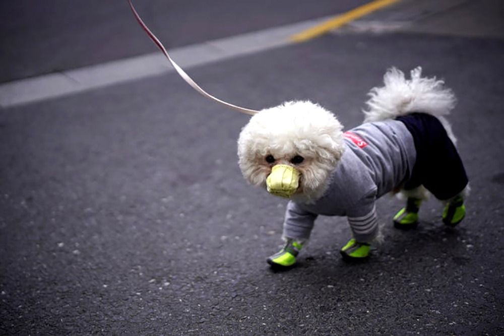 Pets Could Get The Coronavirus, The WHO Warns