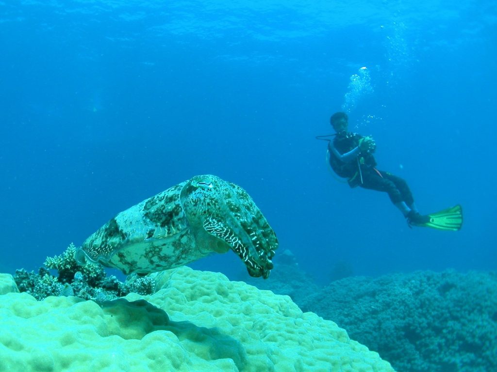 2020 Sees The Most Extensive Coral Bleaching Of The Great Barrier Reef Ever