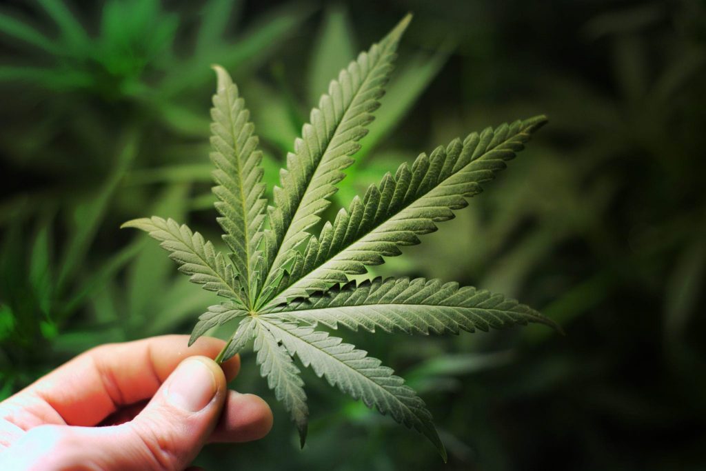 Cannabis Leaf