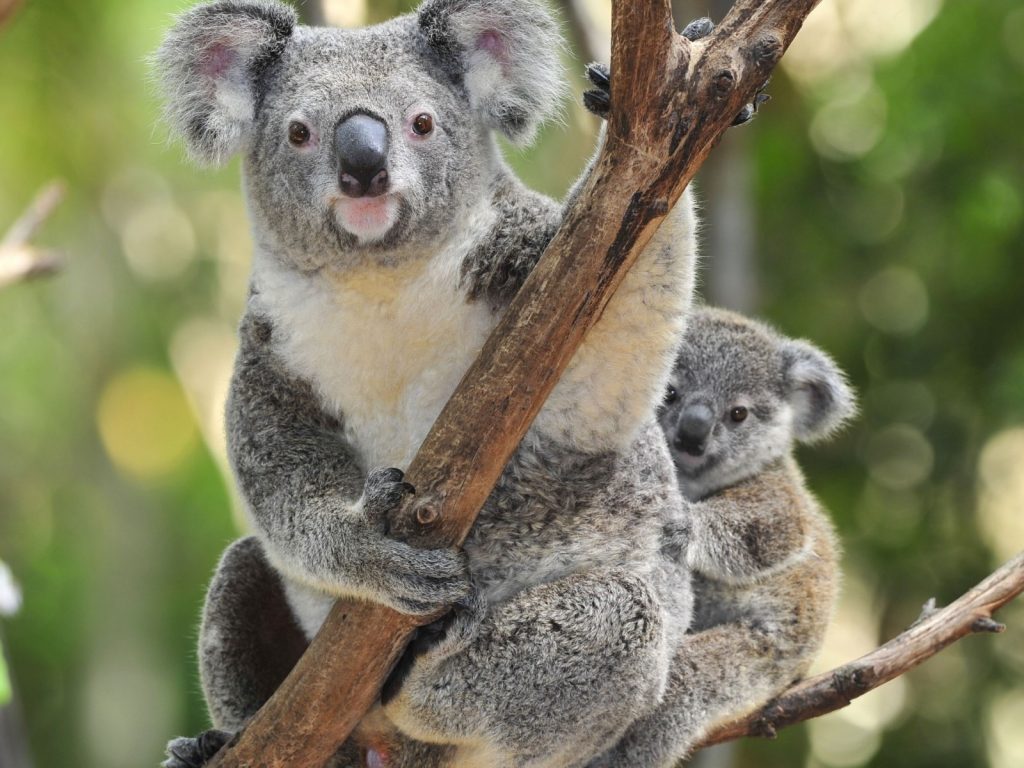Australian Wildfires Put Koalas In Threat Of Extinction