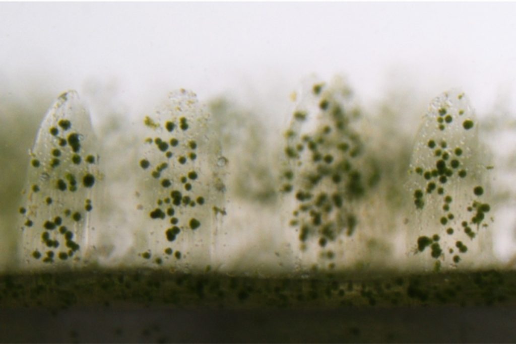 How Bioprinting Is Set To Save The World