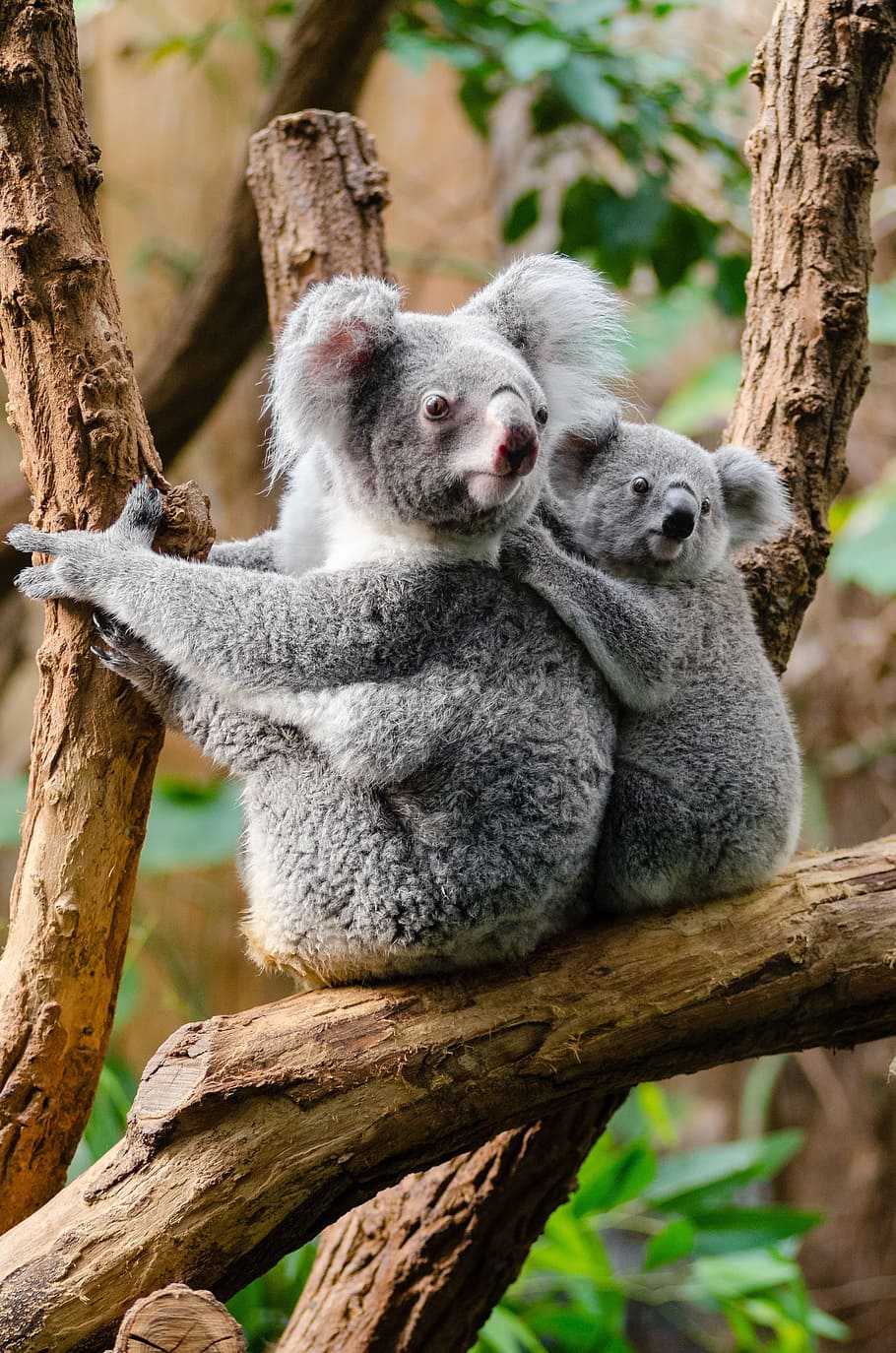 Australian Wildfires Put Koalas In Threat Of Extinction