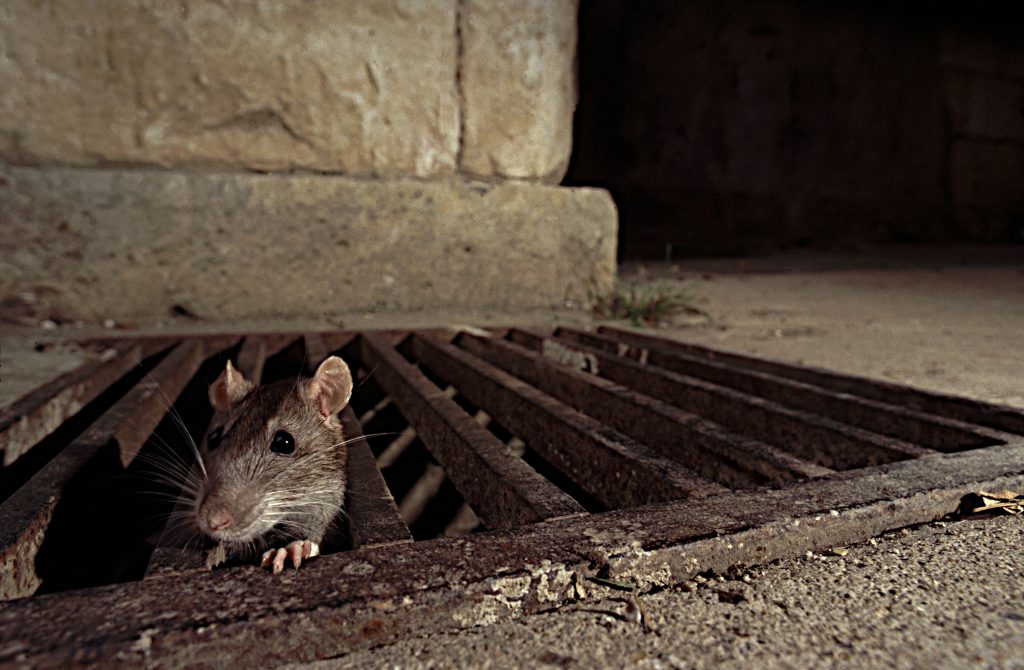 America's Rats Are Becoming Cannibals Because Of The Coronavirus