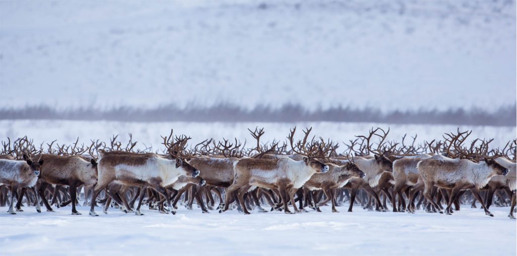 Reindeers