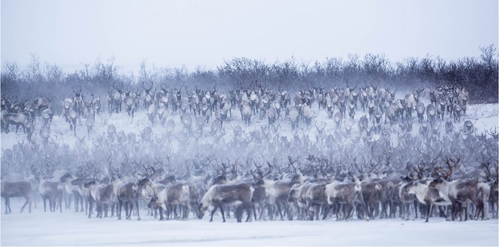 Reindeers