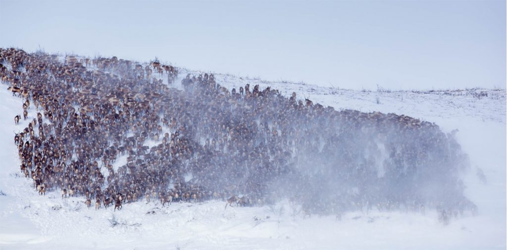 Herds Of Grazing Reindeer Could Save The Permafrost