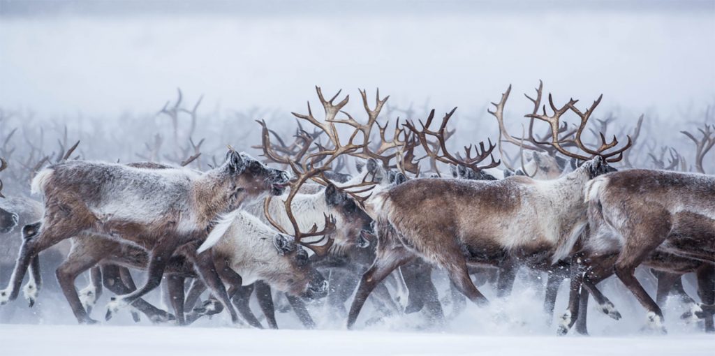 Herds Of Grazing Reindeer Could Save The Permafrost