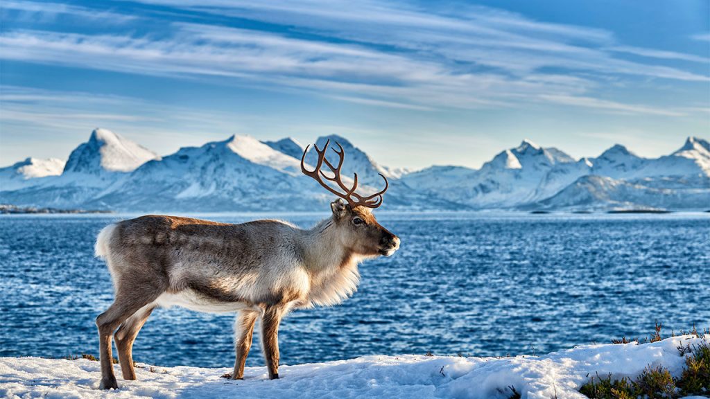Herds Of Grazing Reindeer Could Save The Permafrost