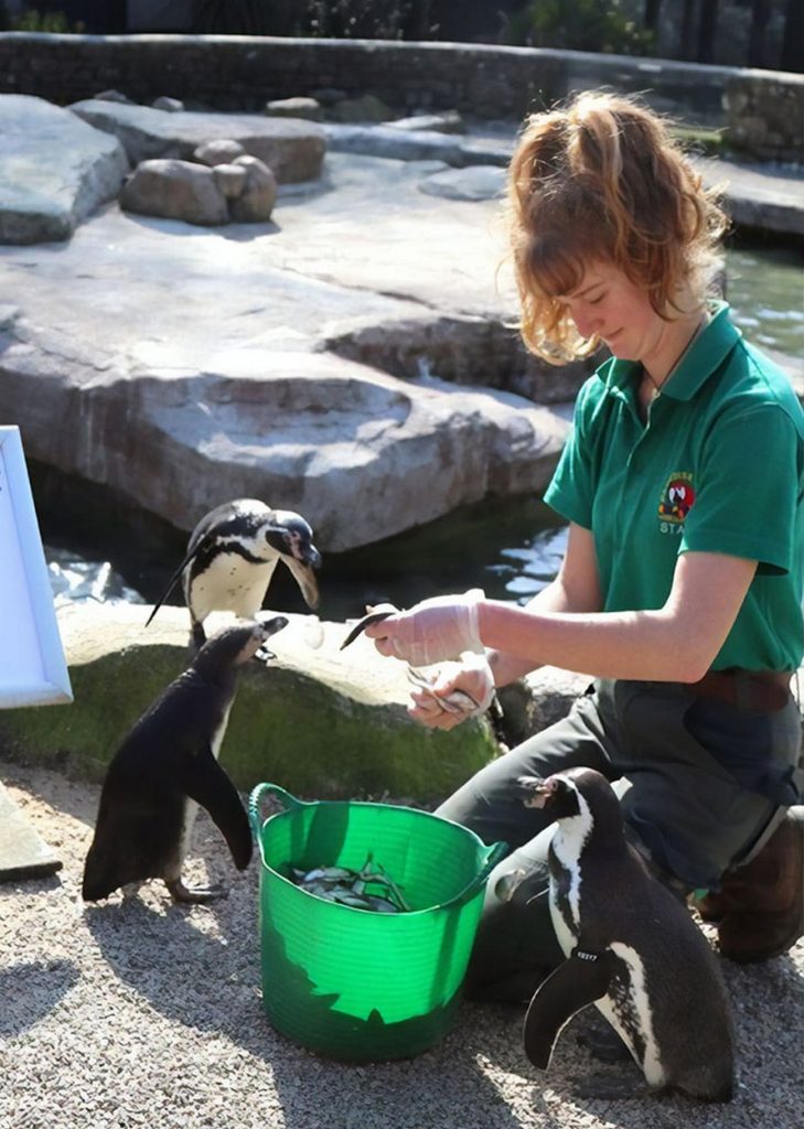 Penguins