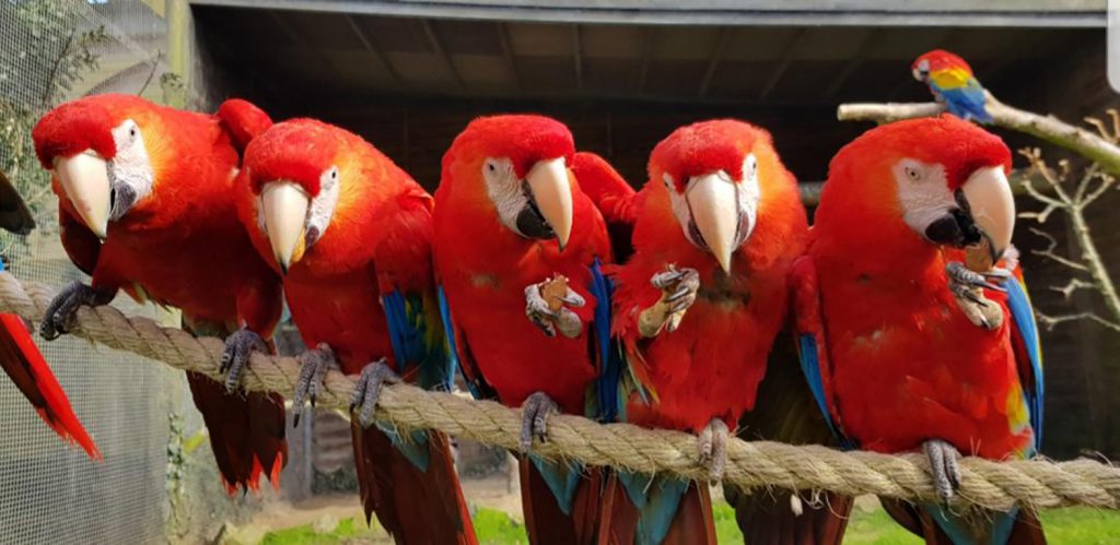 Macaw Parrots