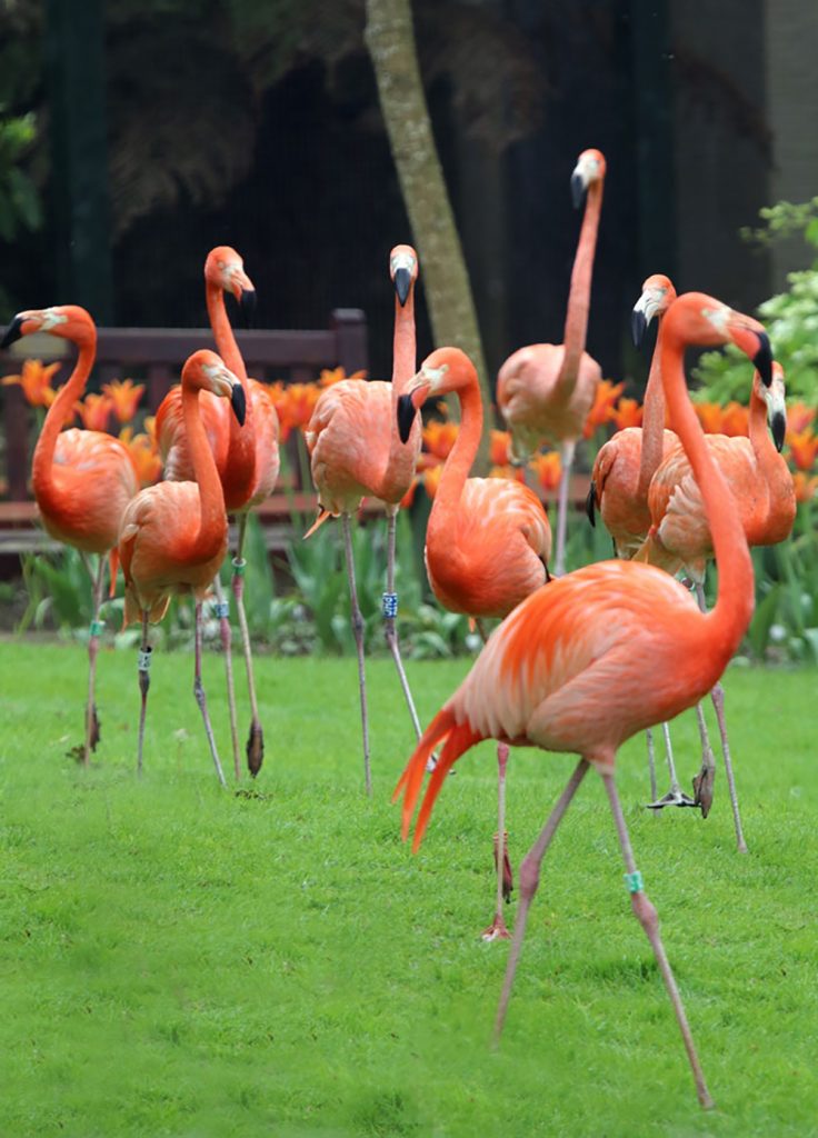 Flamingos