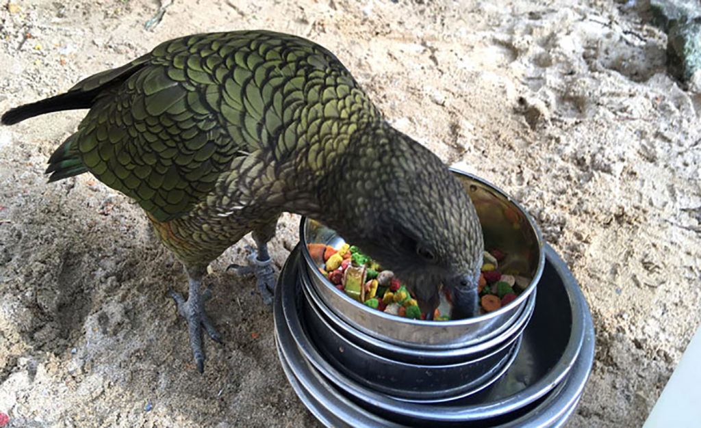 Zookeepers Self-Isolate In Zoo For 3 Months To Care For Animals