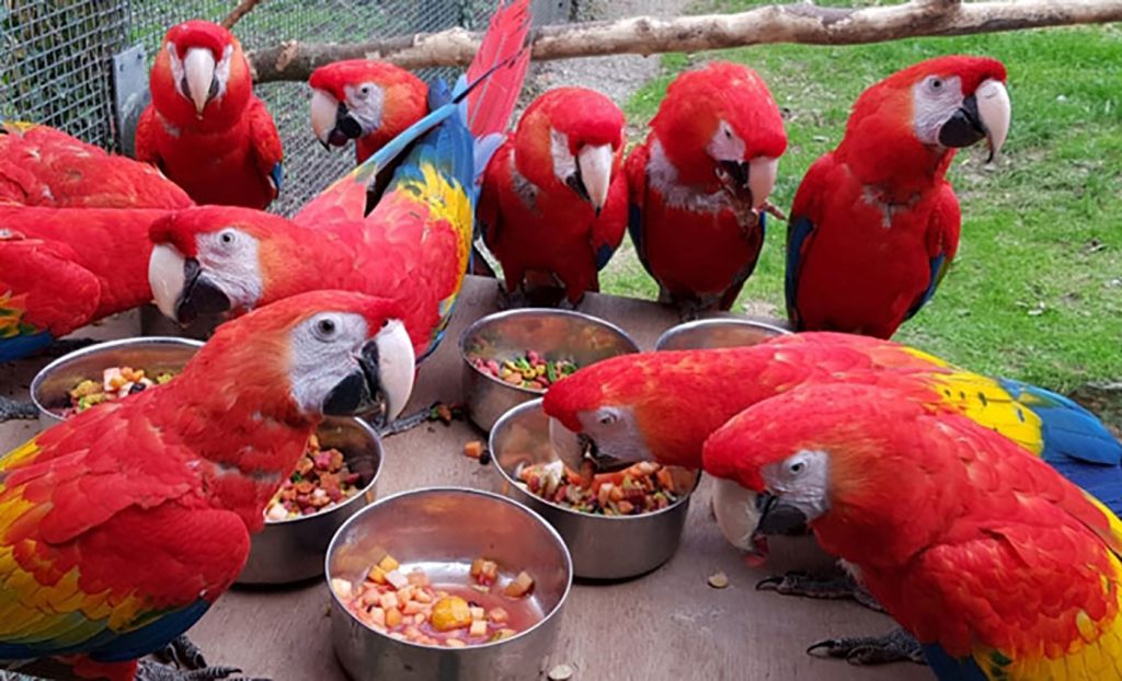Macaws