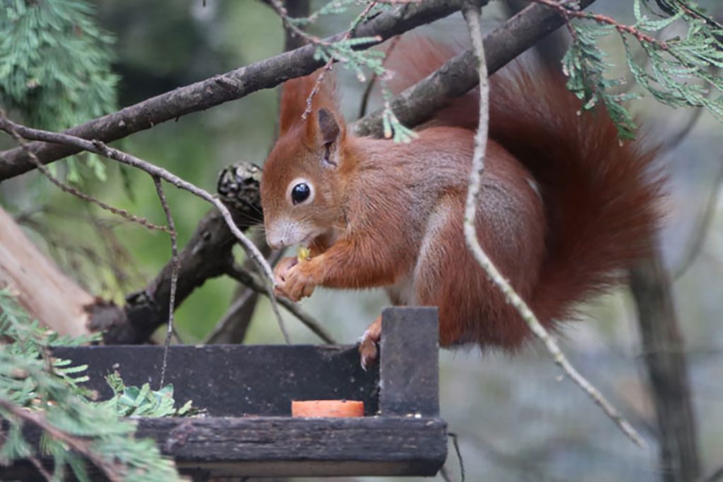 Red squirrel
