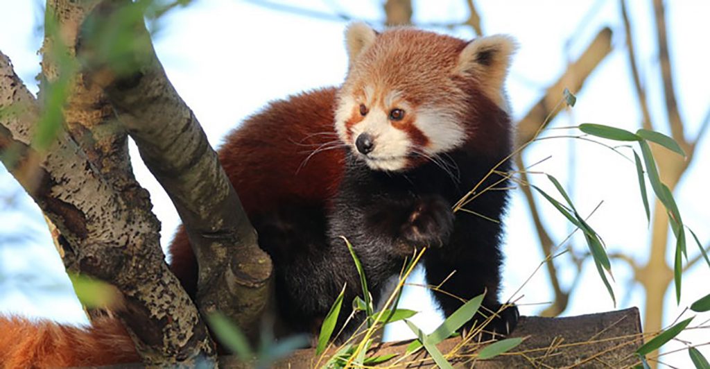 A red panda