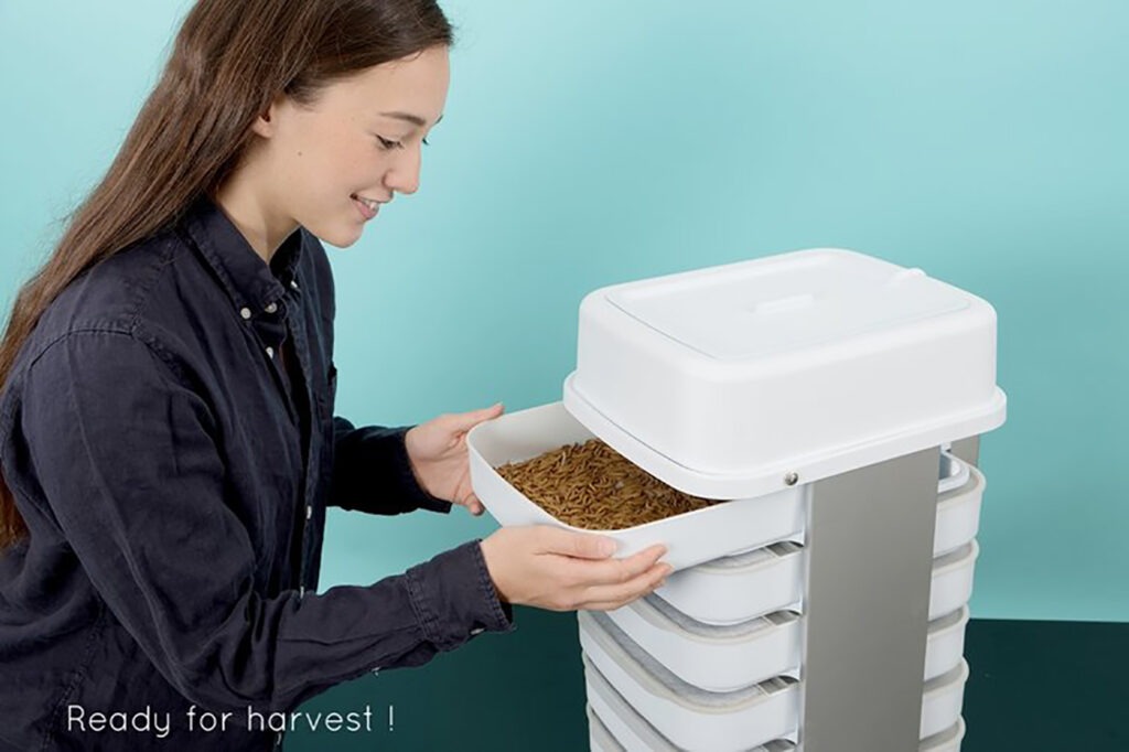 Eating Insects Could Save The World