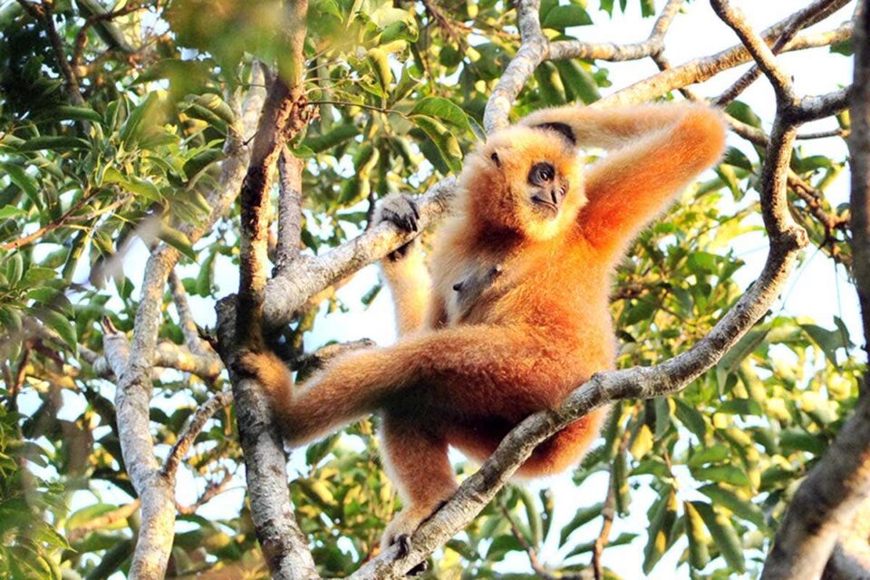 The Worlds Rarest Monkey Returns From The Brink Of Extinction