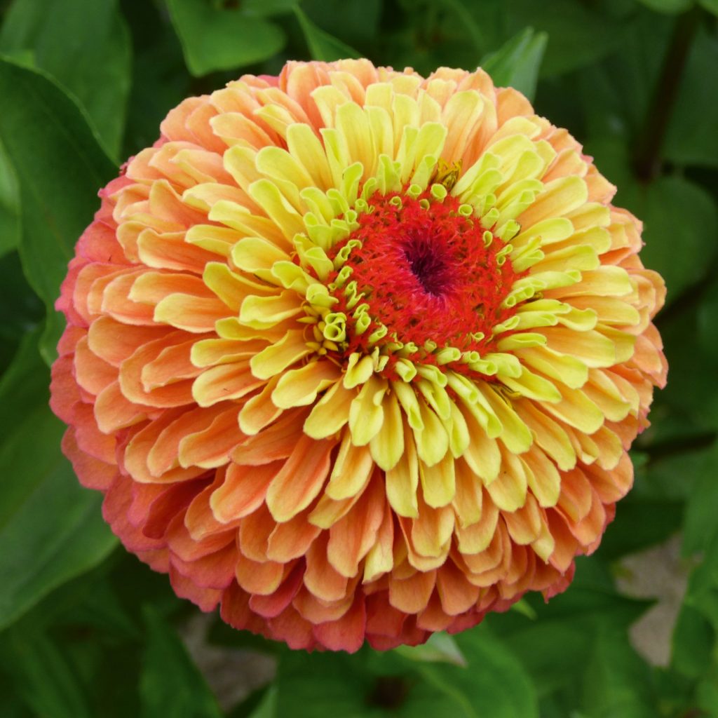 This Longevity Gene Keeps Plants Alive After Flowering