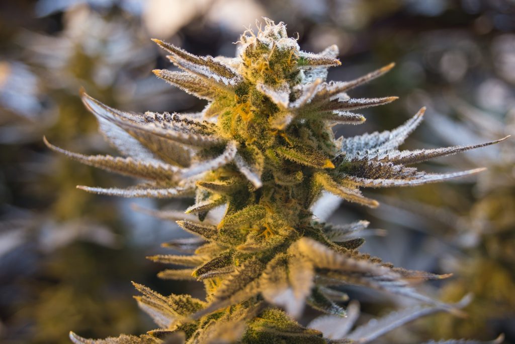 CBD Slows Growth Of Aggressive Brain Cancer Cells And More
