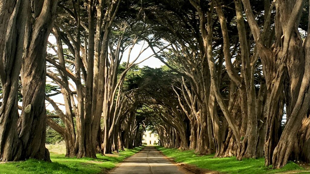 Trees And Greenery Reduces Crime And Improves Health