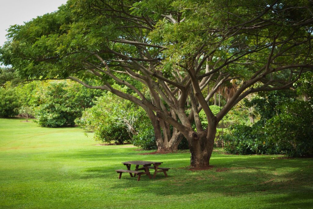 Trees And Greenery Reduces Crime And Improves Health