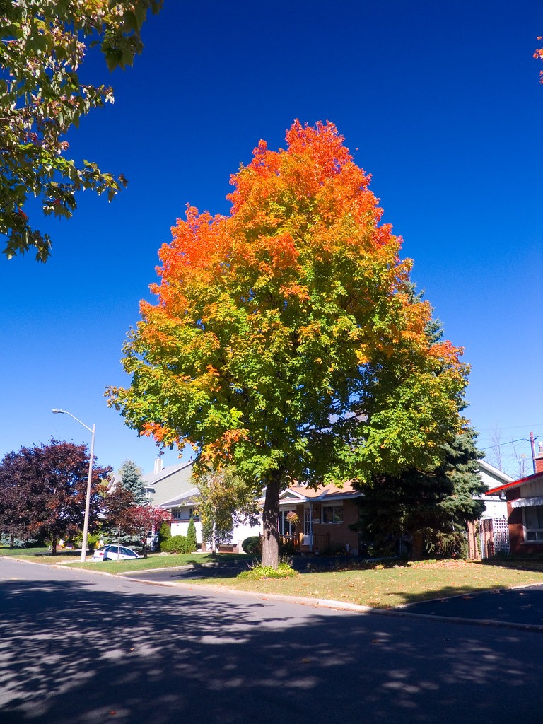 Trees And Greenery Reduces Crime And Improves Health