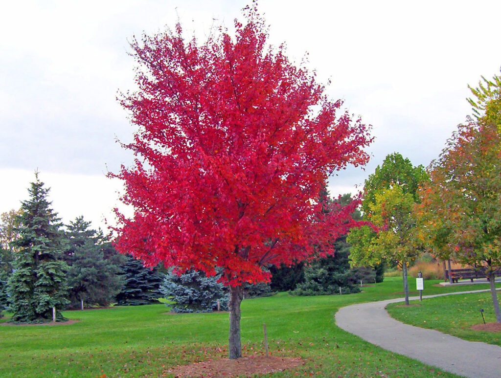 Trees And Greenery Reduces Crime And Improves Health