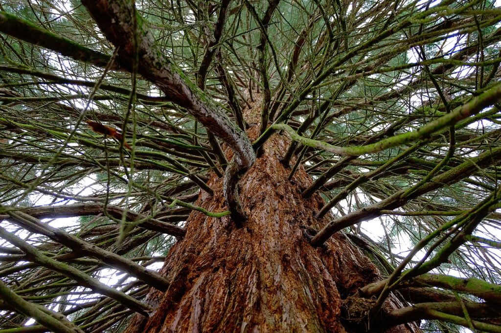 Trees And Greenery Reduces Crime And Improves Health