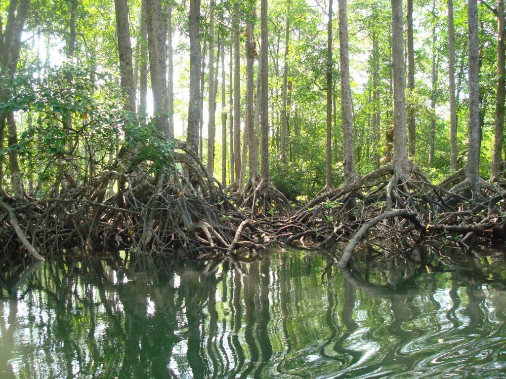 Global Conservation Efforts Can Restore The Oceans By 2050