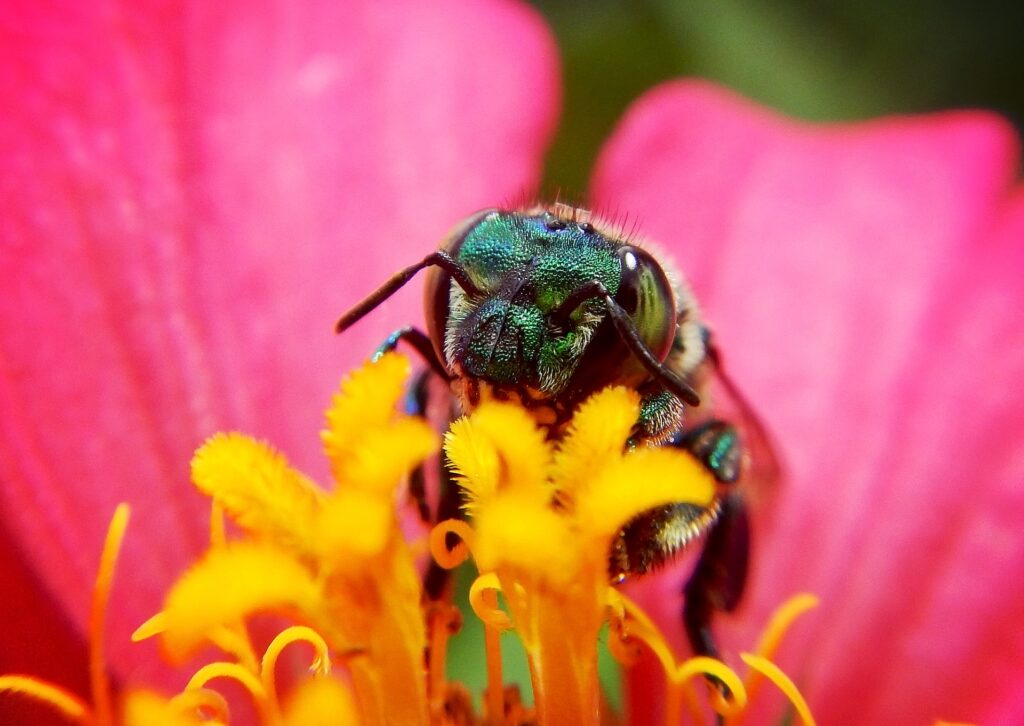 A Mass Extinction Is Underway Accelerating At A Compounding Rate