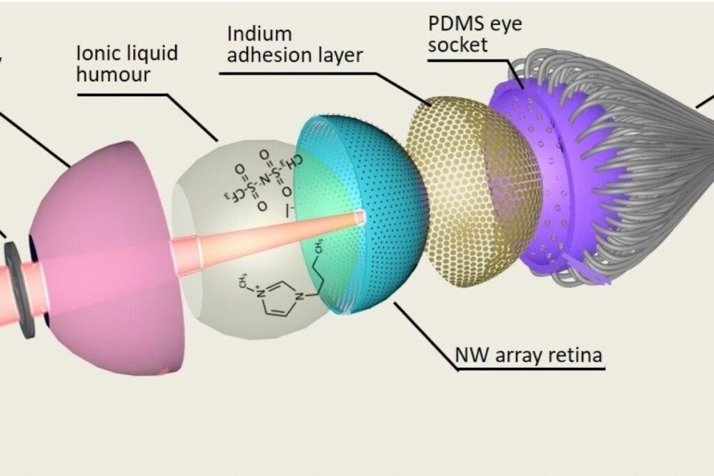 The Electrochemical Eye: An Artificial Eye For Superhuman Sight