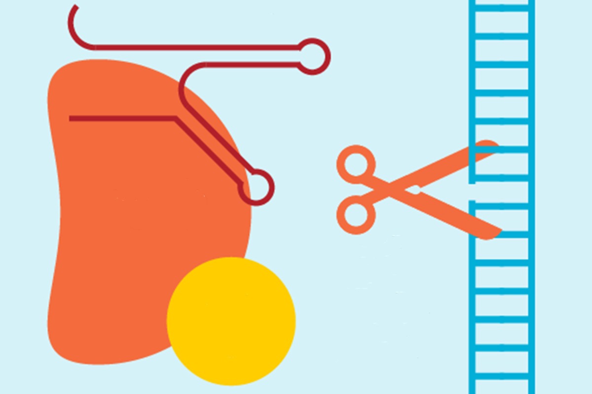 Latest CRISPR Enzyme Mutation 93 Times More Accurate