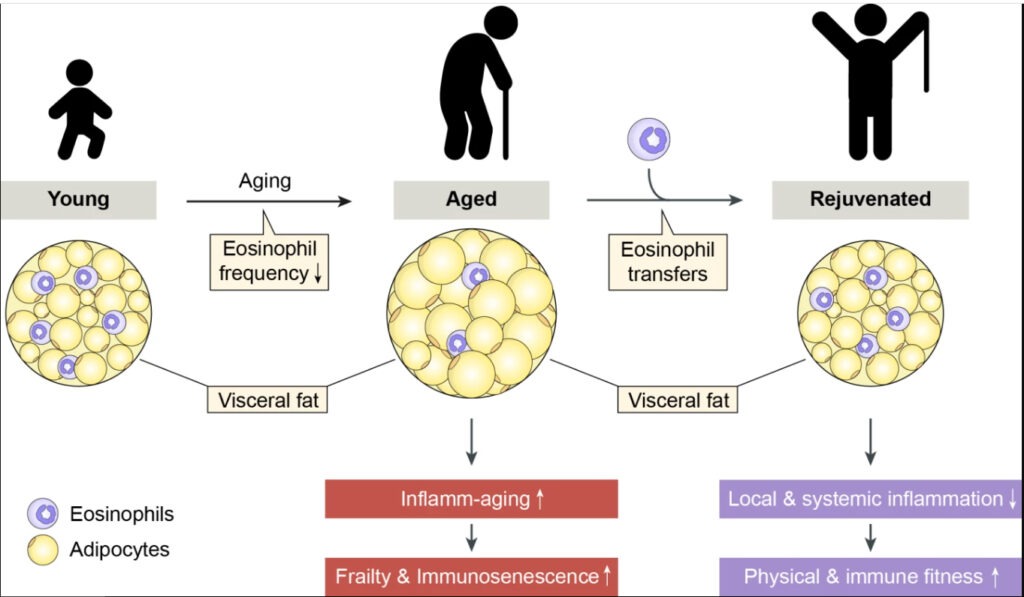Eosinophils From Belly Fat Can Rejuvenate The Elderly