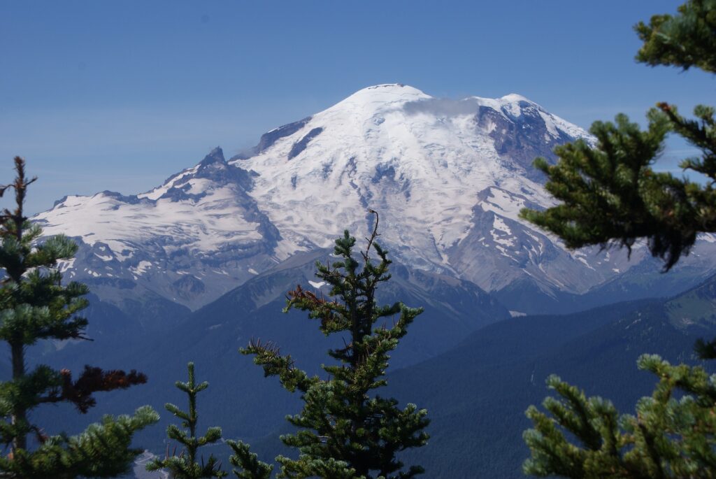 Global Warming Reduces Trees' Ability To Absorb Carbon Dioxide