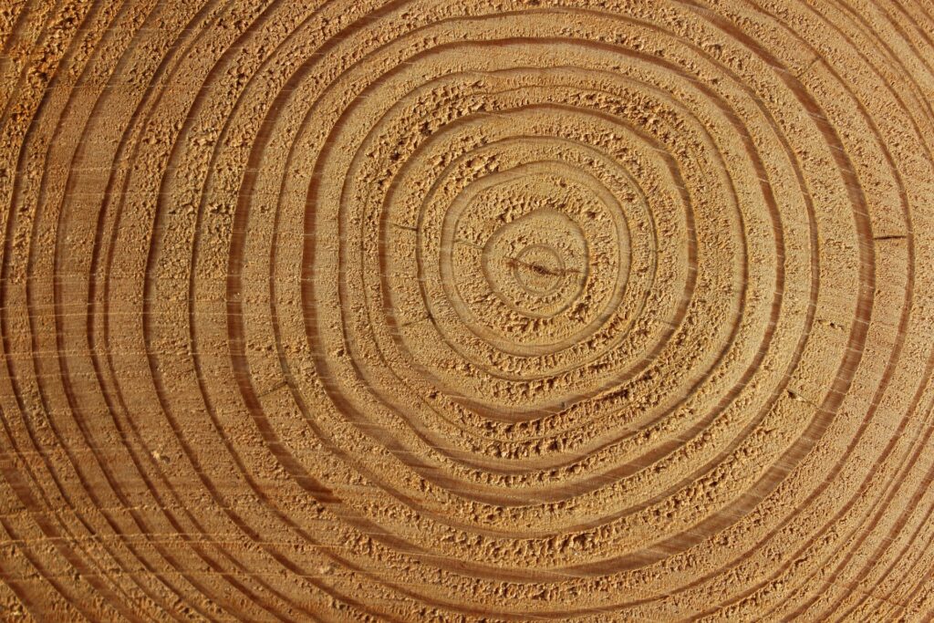 Global Warming Reduces Trees' Ability To Absorb Carbon Dioxide