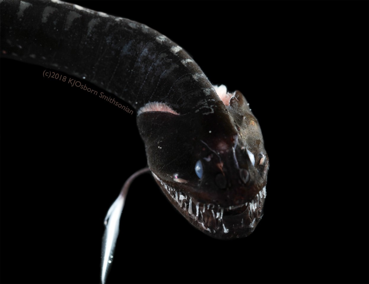 Deep-Sea, Ultra-Black Fish That Absorb 99.5% of Light