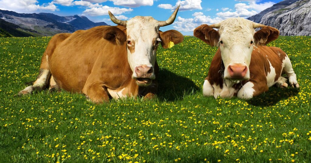 New Processes Turn Dairy Waste Into Bioplastics And Fertilizers