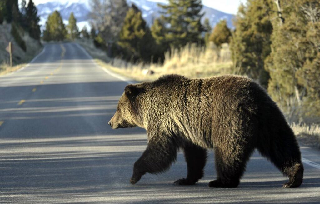 Court Rules To Ensure Yellowstone’s Grizzly Bears Will Stay Protected