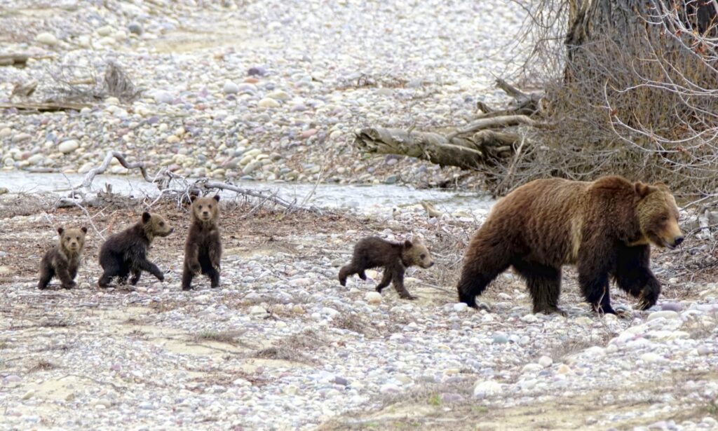 Court Rules To Ensure Yellowstone’s Grizzly Bears Will Stay Protected
