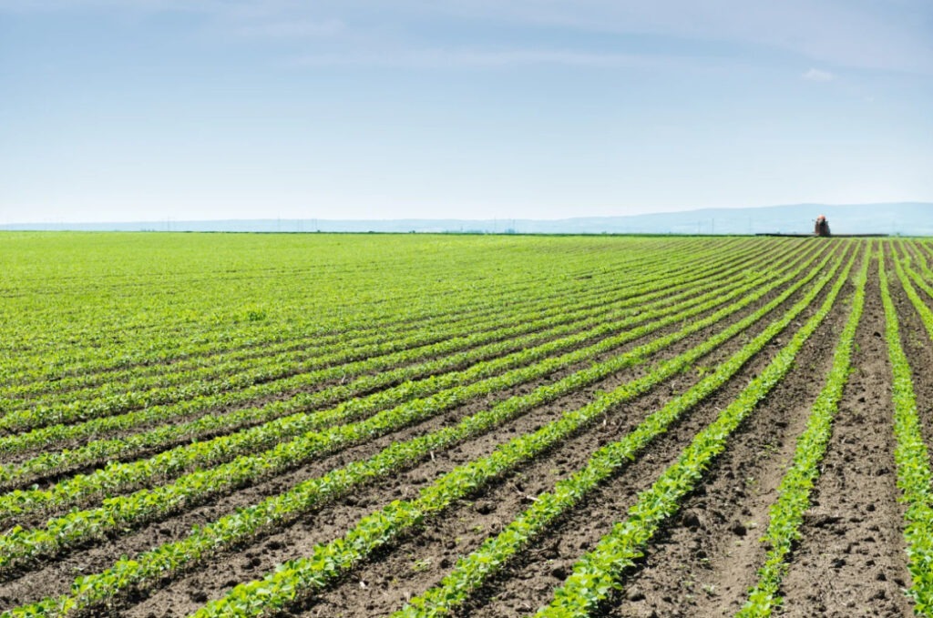 Rock Dust Sprinkled On Crops Could Absorb Billions Of Tons Of CO2