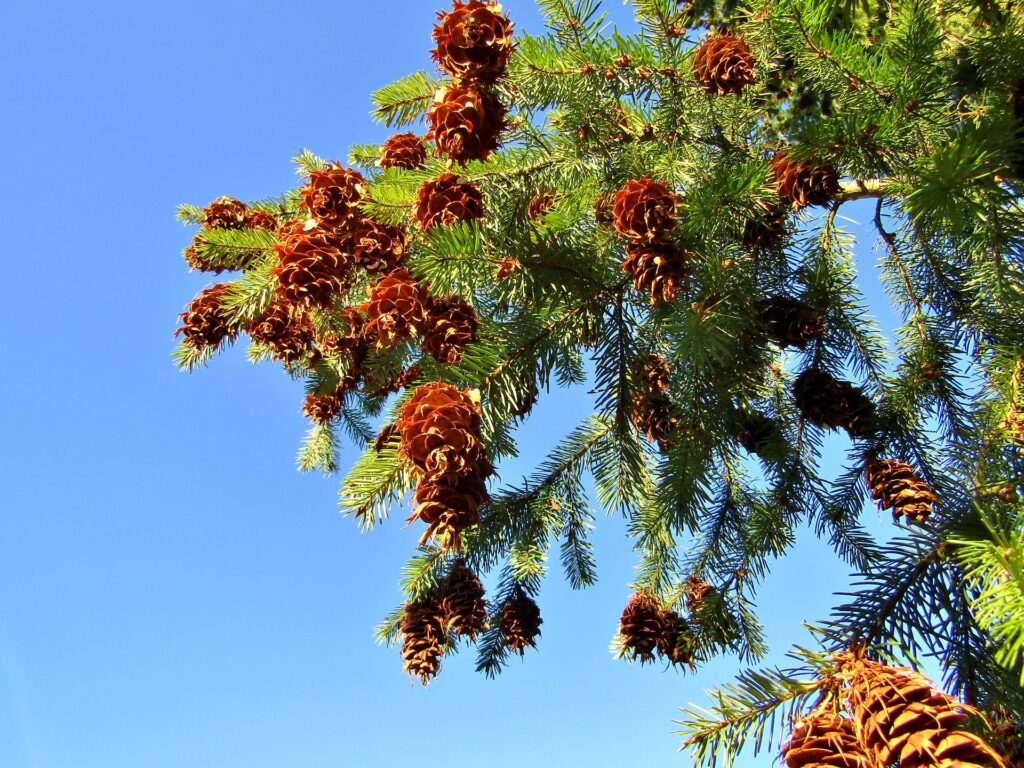 Global Warming Reduces Trees' Ability To Absorb Carbon Dioxide